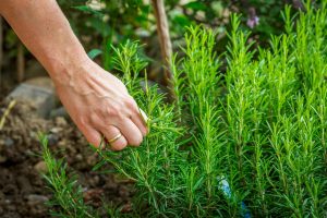 Close-Up Of Hand Harvesting Rosemary