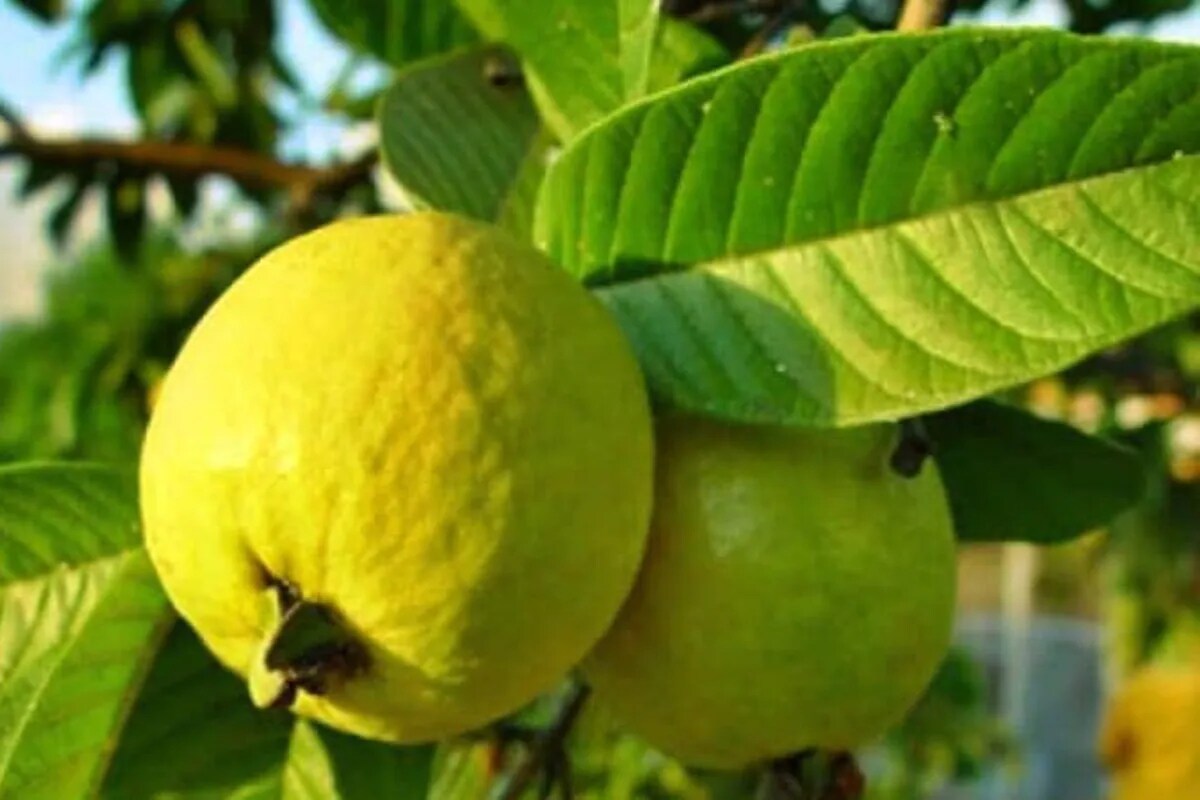 Toto jsou výhody čaje z listů guavy, pokud pravidelně trpíte záněty.
