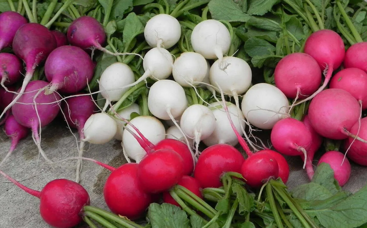 „Zázračná“ zelenina, která z 95 % sestává z vody, je ideální pro léto a má detoxikační účinky.