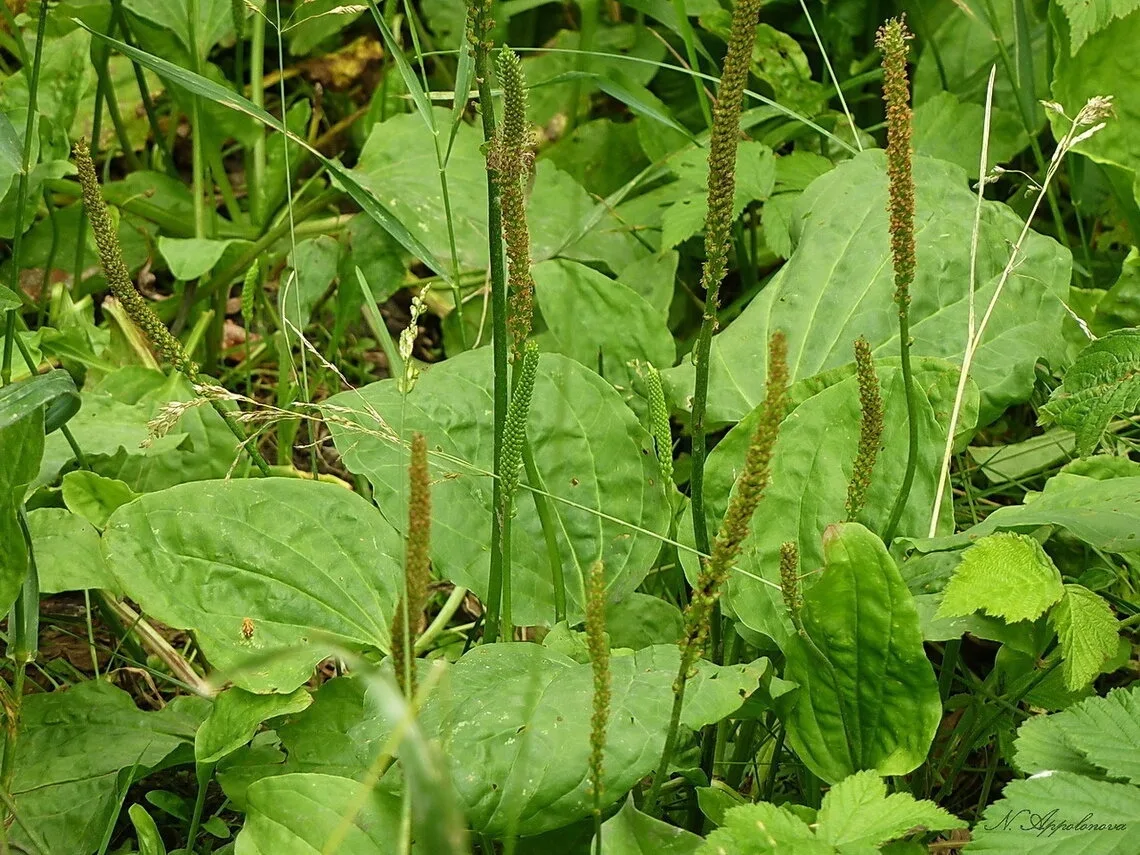 Přírodní Ozempic? Slupky pampelišky pod drobnohledem odborníků
