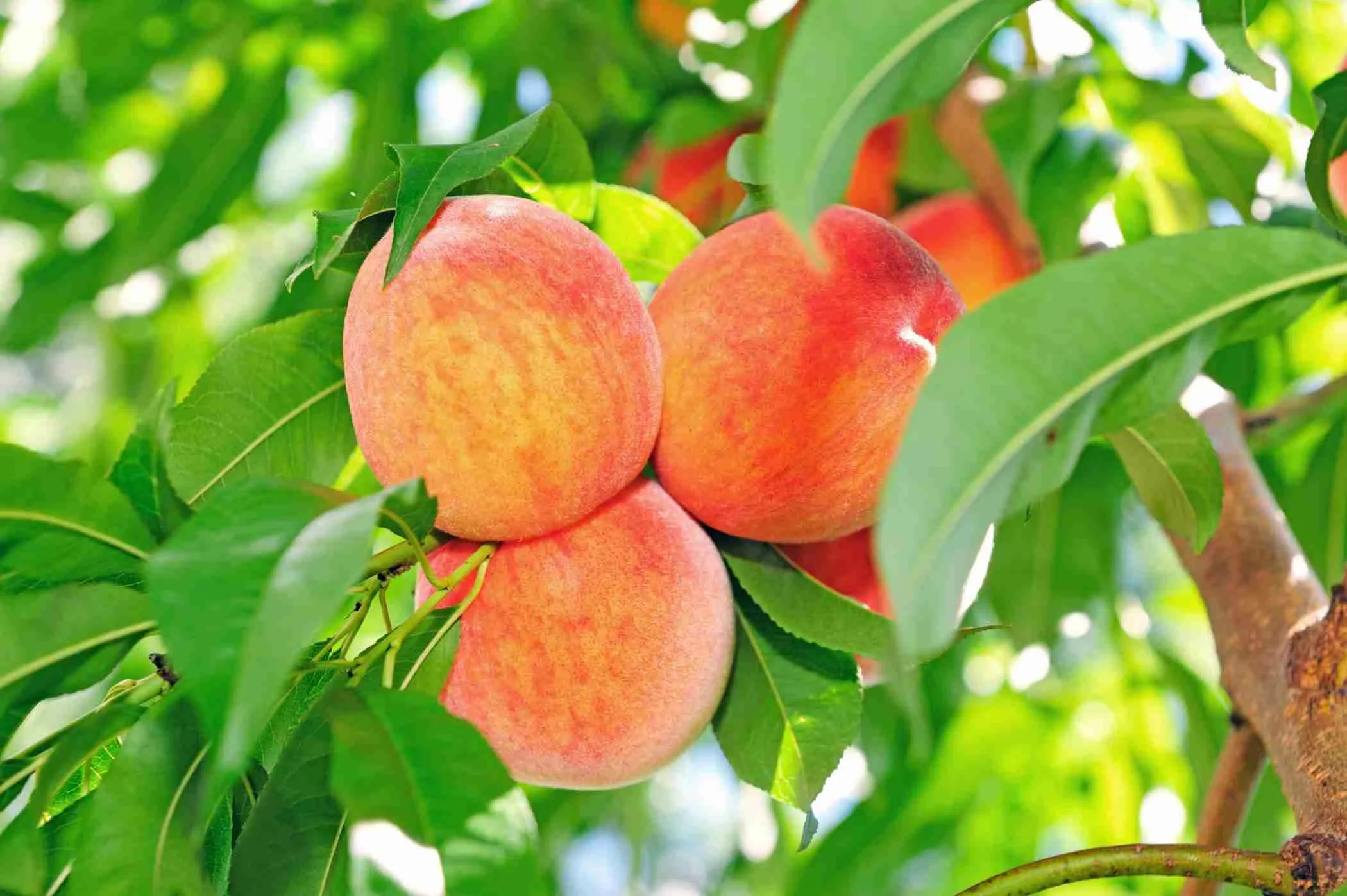 Úžasný recept na plněné broskve: chutné a velmi jednoduché