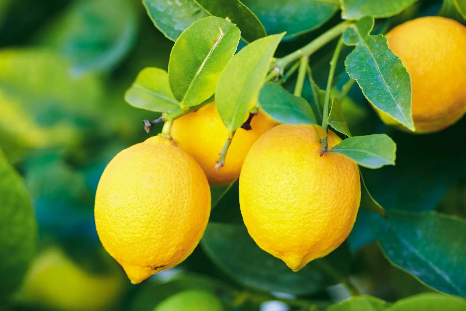 Chytré hospodyňky vždy mrazí citrony – tady je důvod, proč to dělají: lifehack, který by měl znát každý