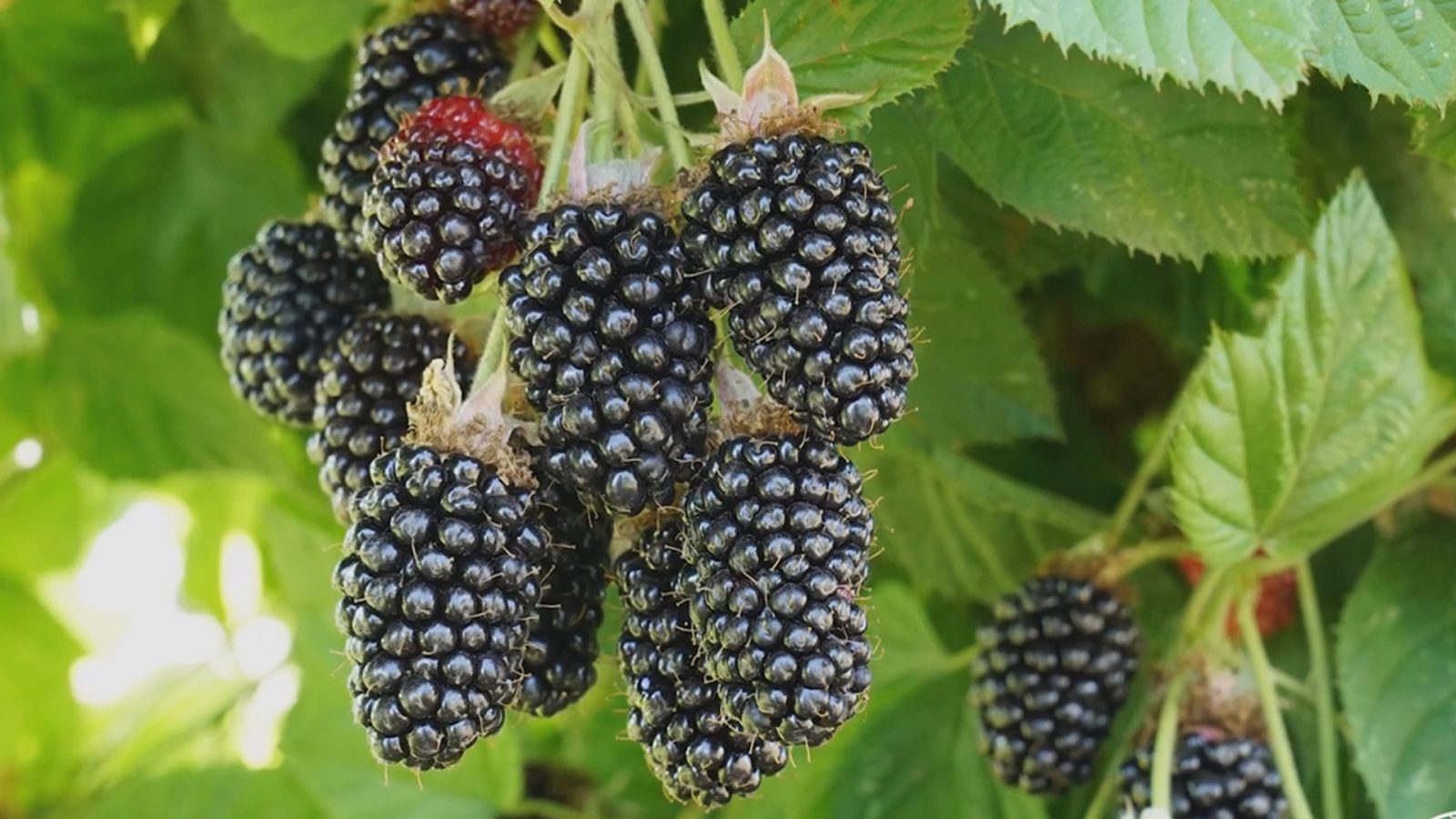 Je to jedno z nejzdravějších českých ovoce, ale jíme ho jen zřídka. Zlepšuje krevní oběh, posiluje cévy a působí na pokožku jako balzám.